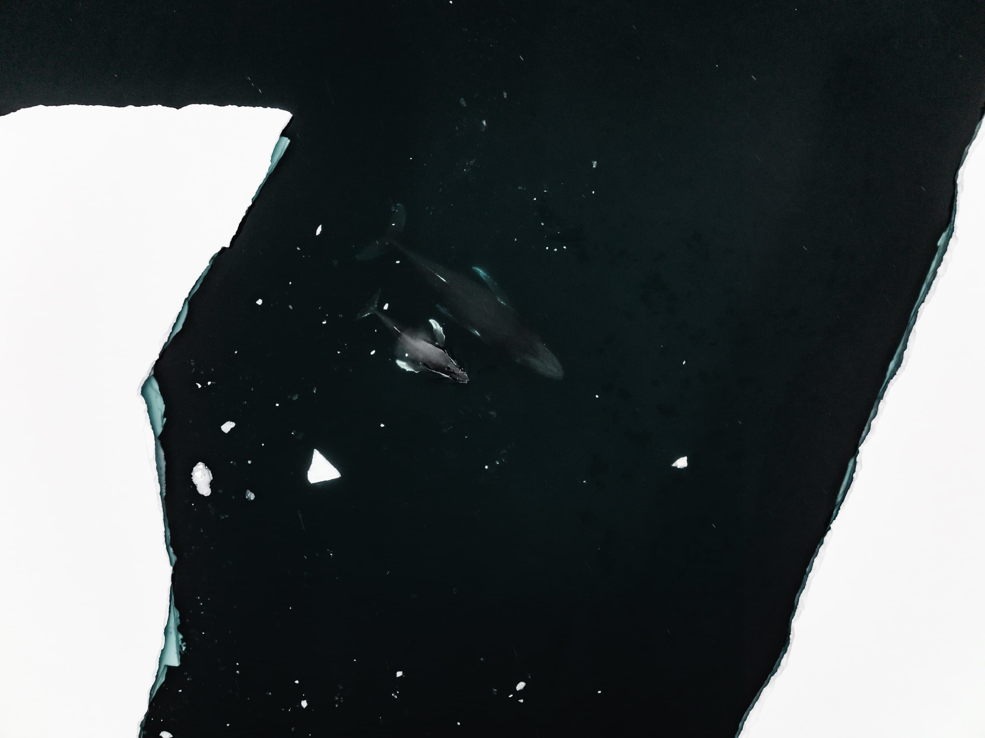 LINX hero — whales between ice flows